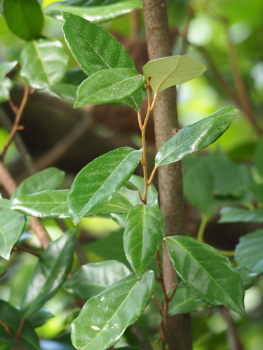 Elaeagnus formosana, photograph 3