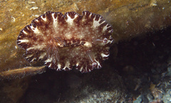 Discodoris boholiensis