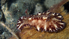 Discodoris boholiensis