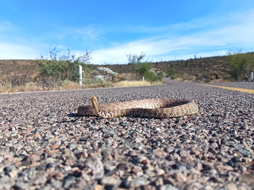 Speckled Rattlesnake