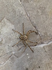 Polybetes rapidus