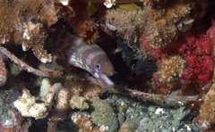 Gymnothorax chilospilus