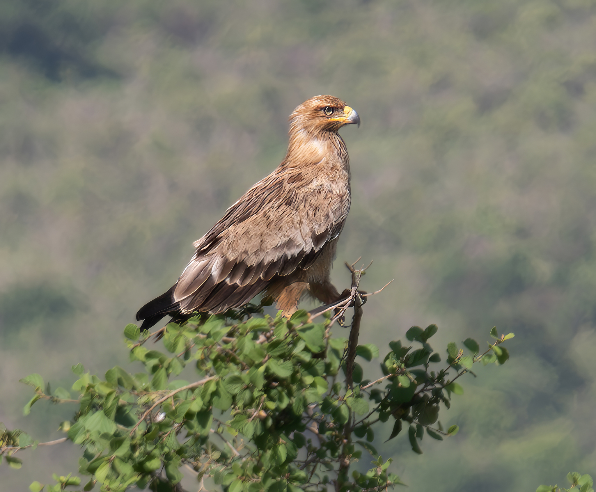 Tawny Eagle (Aquila rapax), photo 10