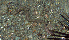 Gymnothorax chilospilus