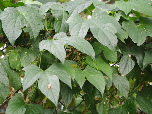 Gac (Momordica cochinchinensis)
