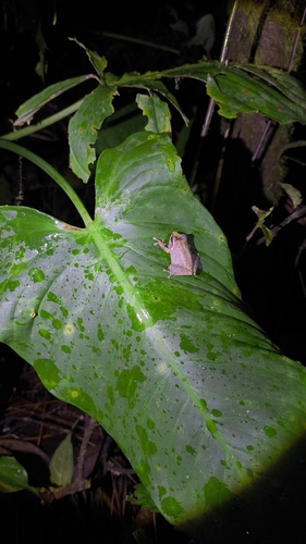 Philautus aurifasciatus