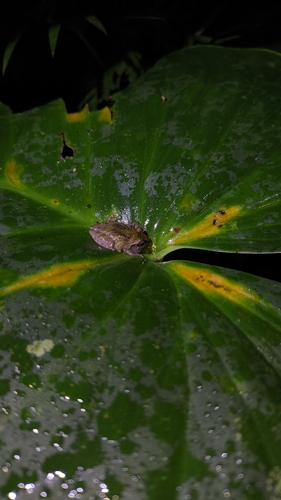 Philautus aurifasciatus