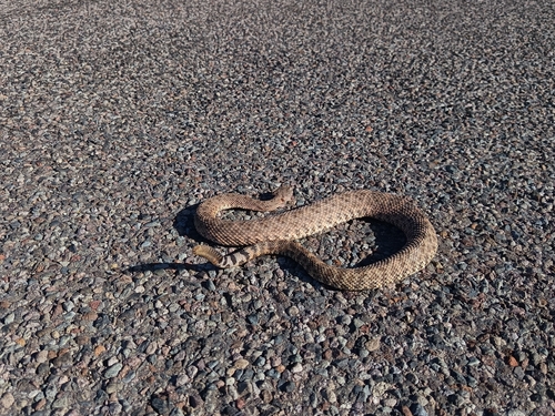 Speckled Rattlesnake