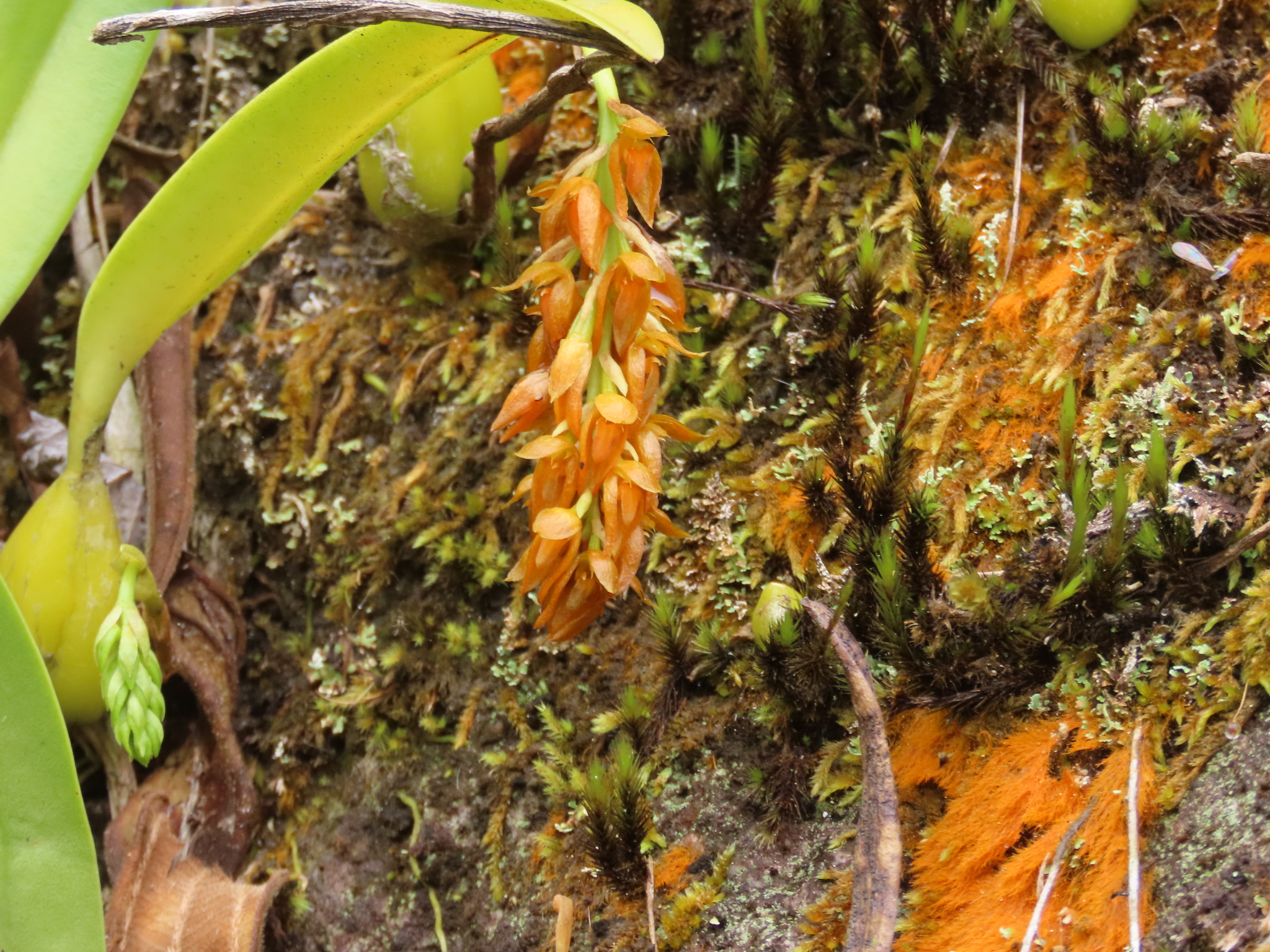 Imagem de Bulbophyllum cupreum