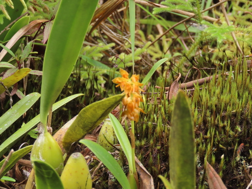 Foto de Bulbophyllum cupreum