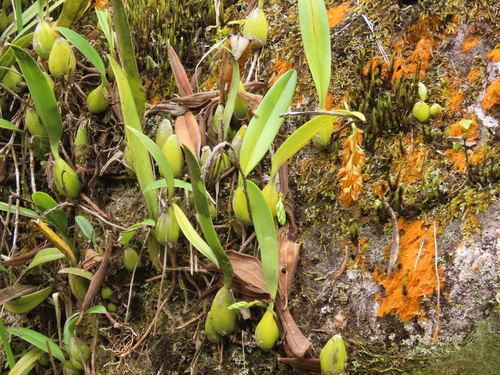 Foto de Bulbophyllum cupreum