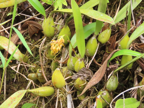 Foto de Bulbophyllum cupreum
