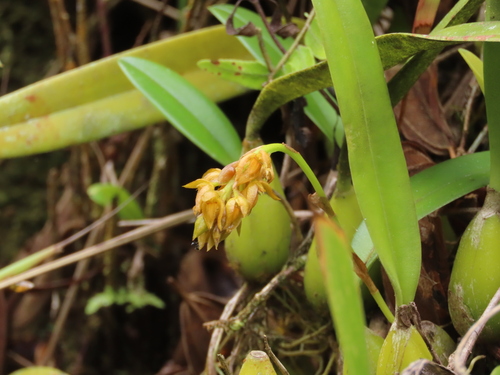 Foto de Bulbophyllum cupreum
