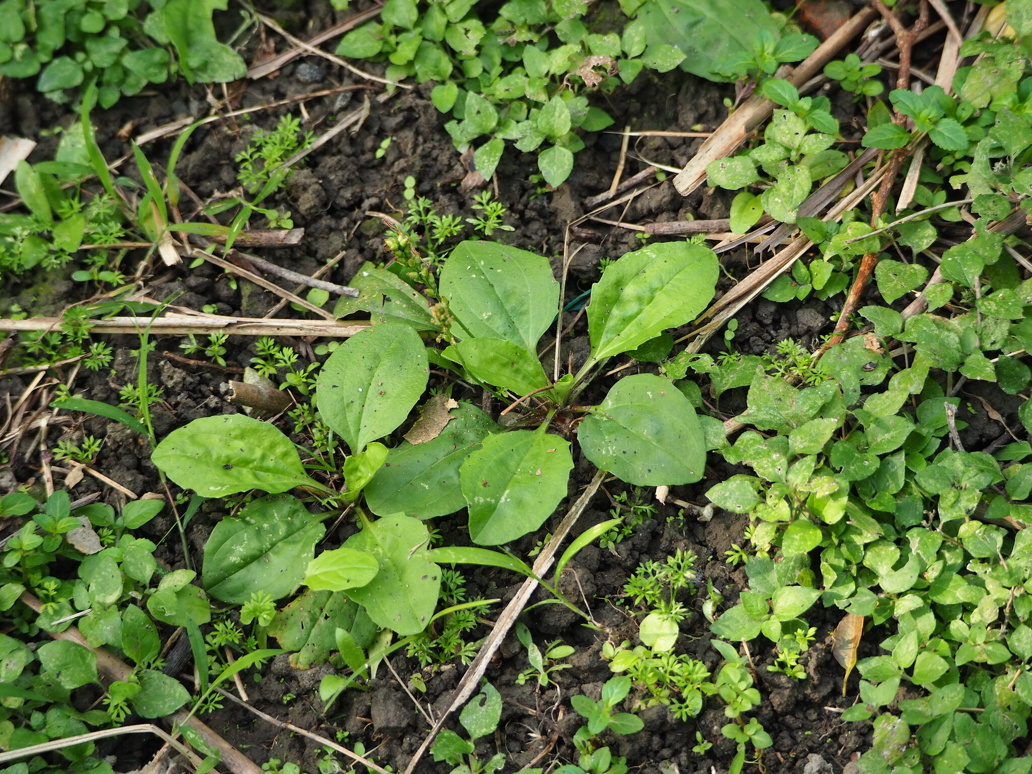 Asian Plantain (Plantago asiatica)