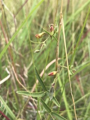 Rhynchosia totta totta