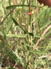 Rhynchosia totta totta