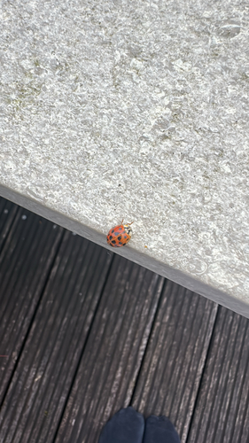 Asian Lady Beetle