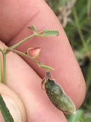 Rhynchosia totta totta