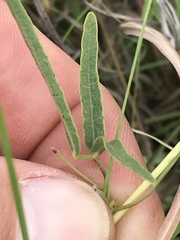 Rhynchosia totta totta