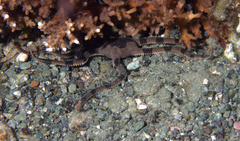Ophiolepis superba image