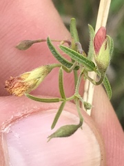 Rhynchosia totta totta