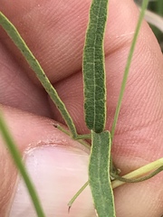 Rhynchosia totta totta