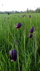 Fritillaria meleagroides