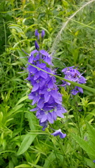 Veronica austriaca jacquinii