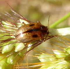 Microsyagrus marshalli