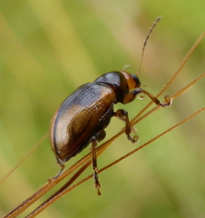 Microsyagrus marshalli