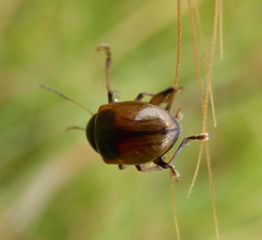 Microsyagrus marshalli