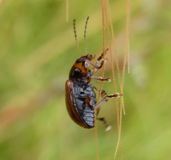 Microsyagrus marshalli