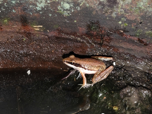Amnirana nicobariensis