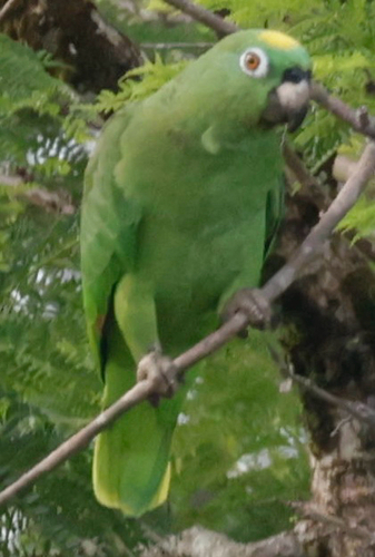 Yellow-crowned Amazon