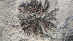 Launaea asplenifolia
