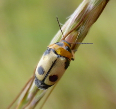 Cryptocephalus bistripustulatus