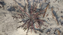 Launaea asplenifolia