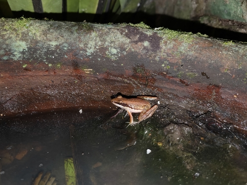 Bijurana nicobariensis