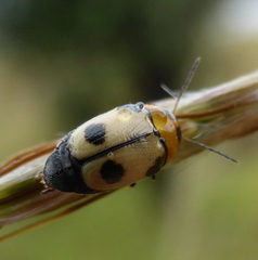 Cryptocephalus bistripustulatus