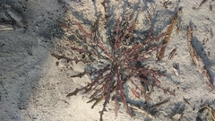 Launaea asplenifolia