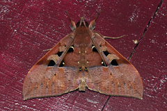 Ischyja