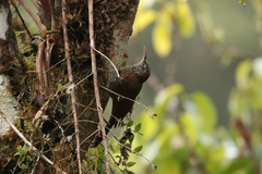 Lepidocolaptes lacrymiger