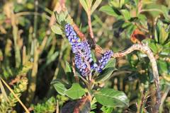 Monnina salicifolia