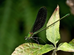 Neurobasis chinensis