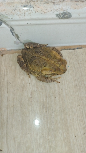 Yellow Cururu Toad