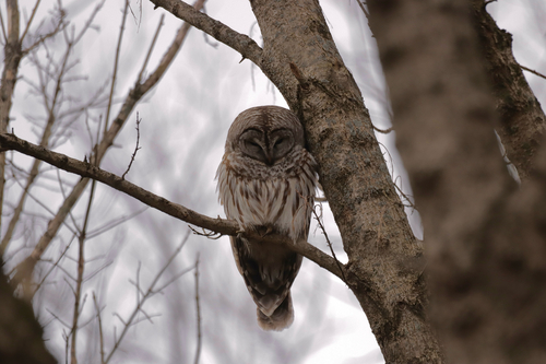 Barred Owl