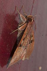 Ischyja