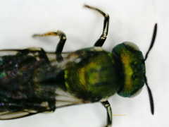 Ceratina smaragdula