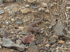 Phyllodactylus gerrhopygus