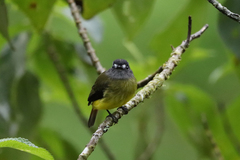 Myiotriccus ornatus